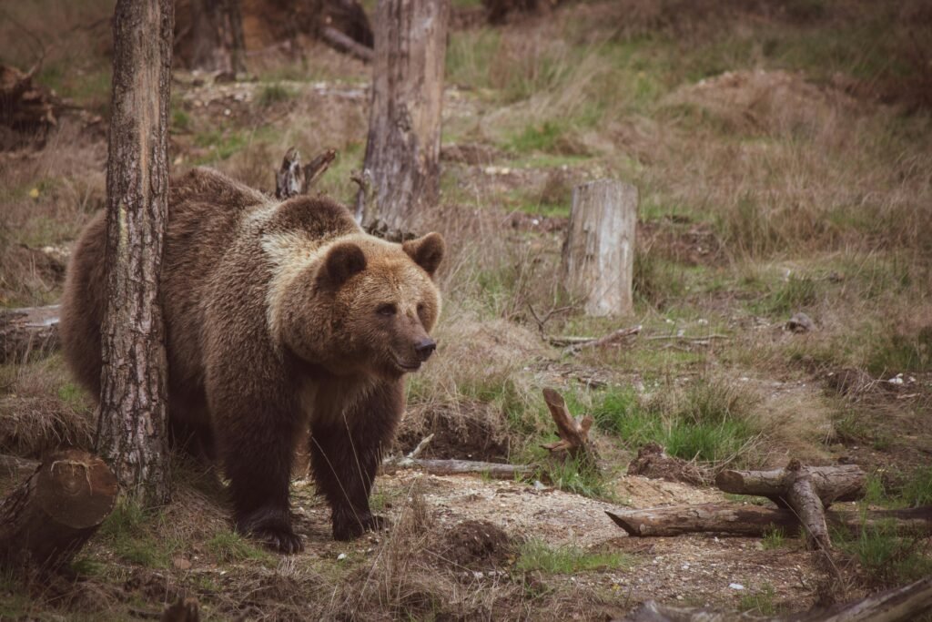 fat bear week 2024